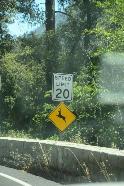 DSC_2247 (Large).JPG